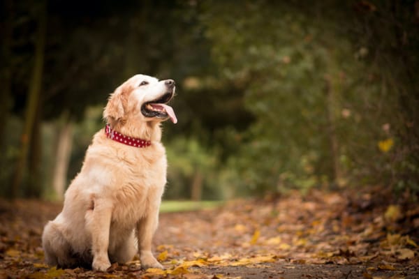 Chronic Kidney Disease in Dogs