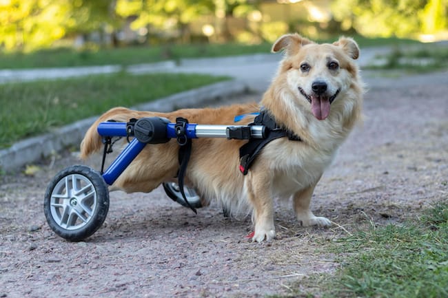 do dogs get paralyzed