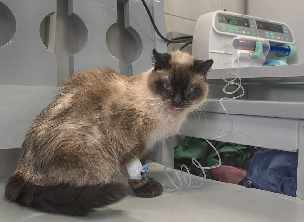 Should I Get Health Insurance for My Cat: A Smart Choice?
