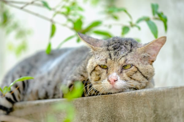Osteoarthritis in Cats