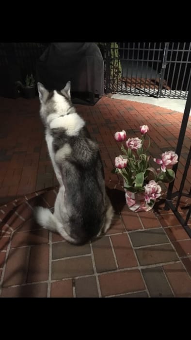 In Loving Memorial Of Kota Lap Of Love