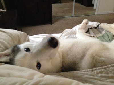 In Loving Memorial Of Kota Lap Of Love