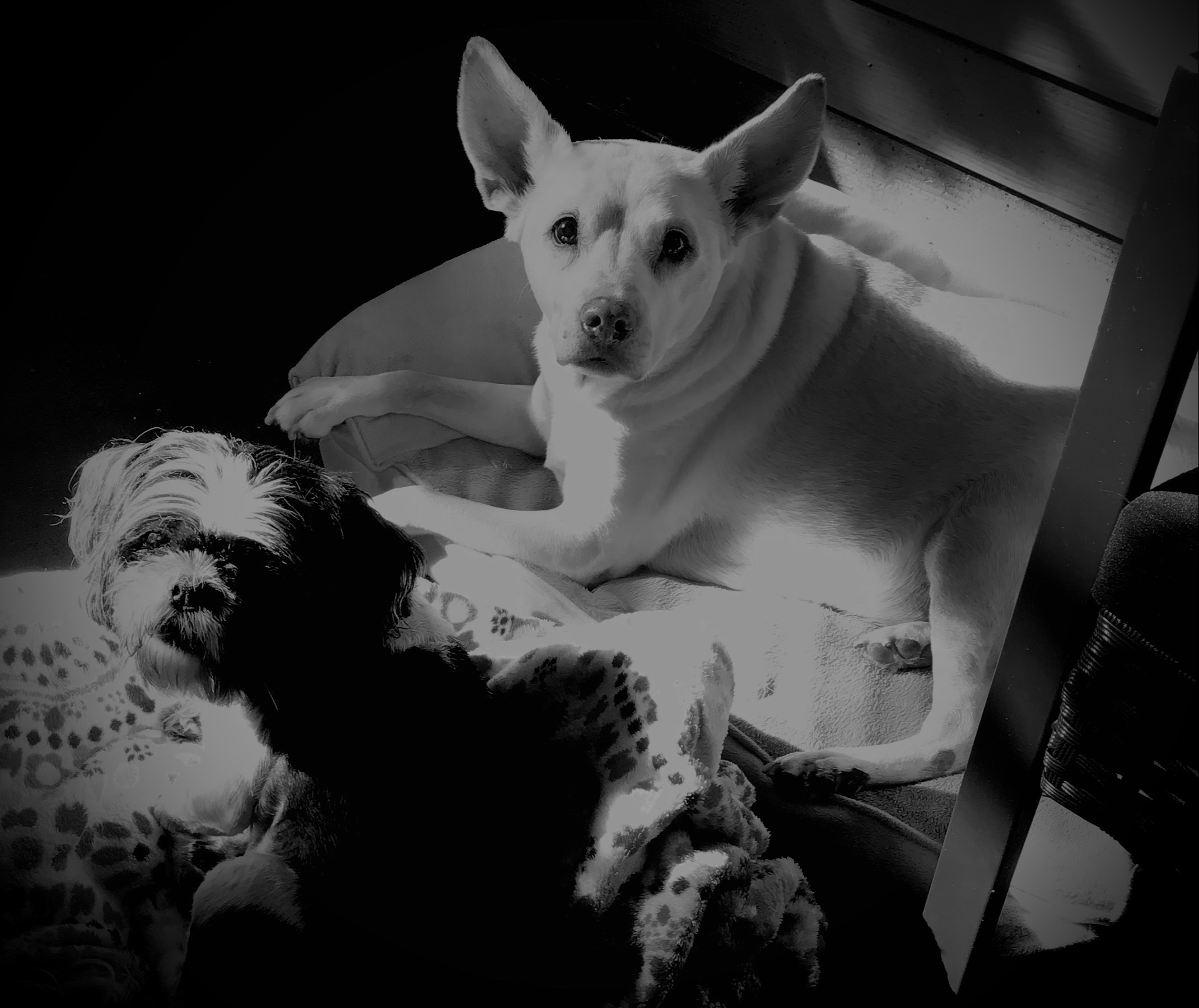 In loving memorial of Libby Lap of Love