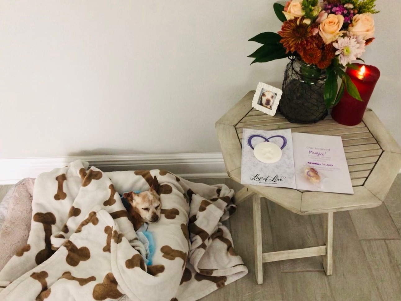 In loving memorial of Mugsy Lap of Love