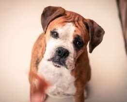 Pet Memorials