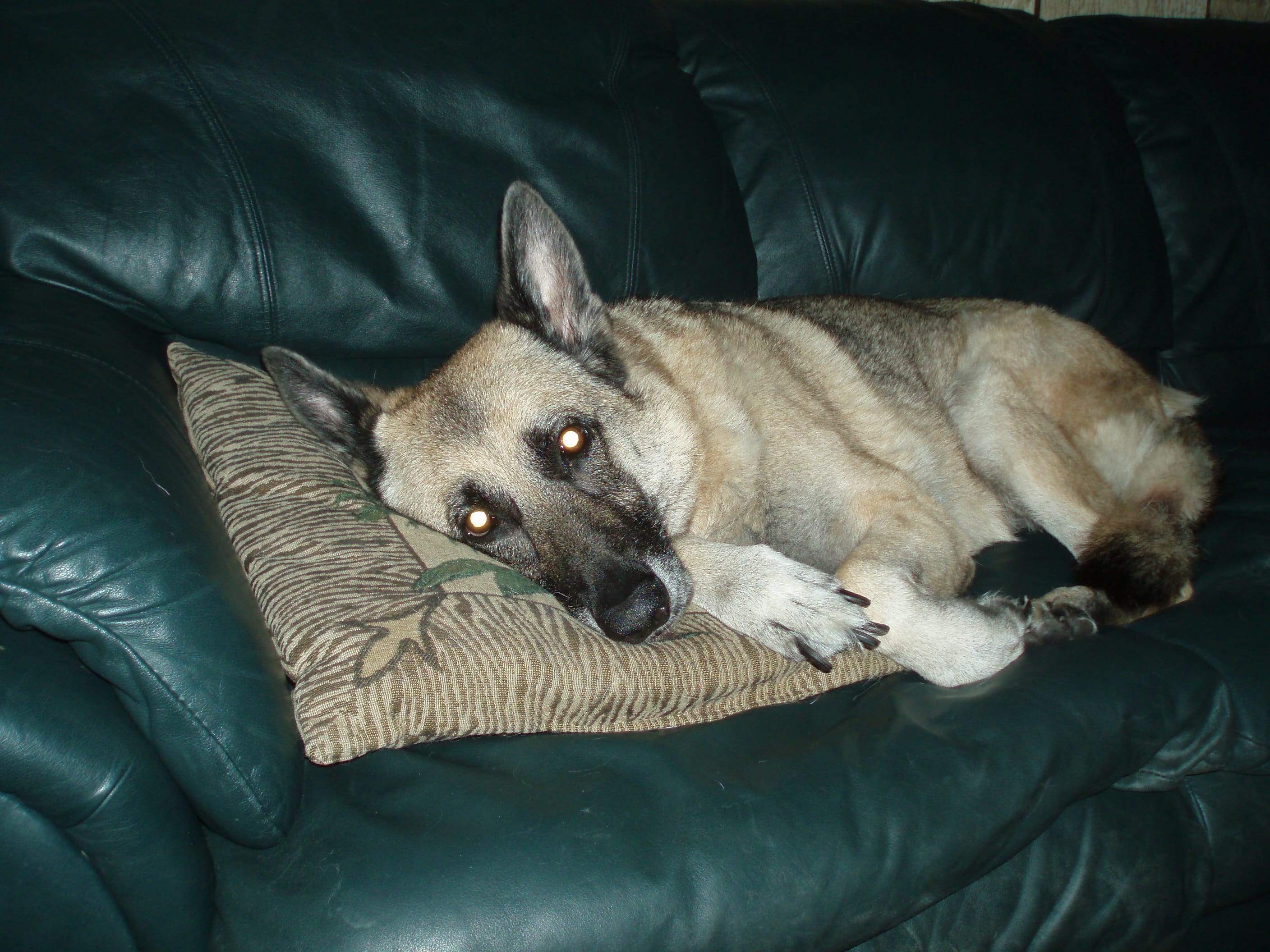 In loving memorial of Xena